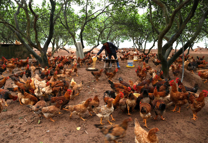 Hộ nông dân Hoàng Văn Kiếm ở thôn Đại Từ, xã Lam Điền, huyện Chương Mỹ nuôi gà thịt thả vườn, mỗi năm cung cấp cho thị trường khoảng 20 tấn thịt gà đảm bảo chất lượng, an toàn vệ sinh thực phẩm. Hà Nội xây dựng nông thôn mới văn minh, hiện đại ảnh 6