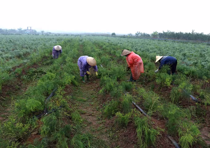 OCOP góp phần khẳng định vai trò của hợp tác xã nông nghiệp Hà Nội ảnh 2