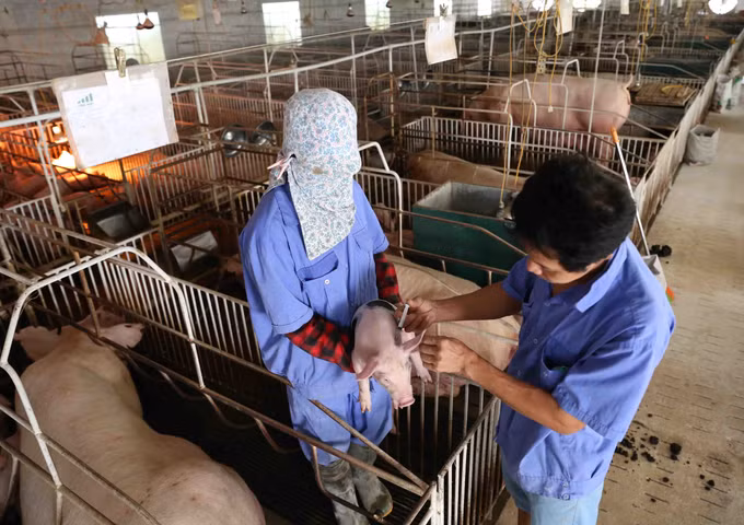 Ba Vì phát triển trang trại chăn nuôi lợn khép kín ảnh 6