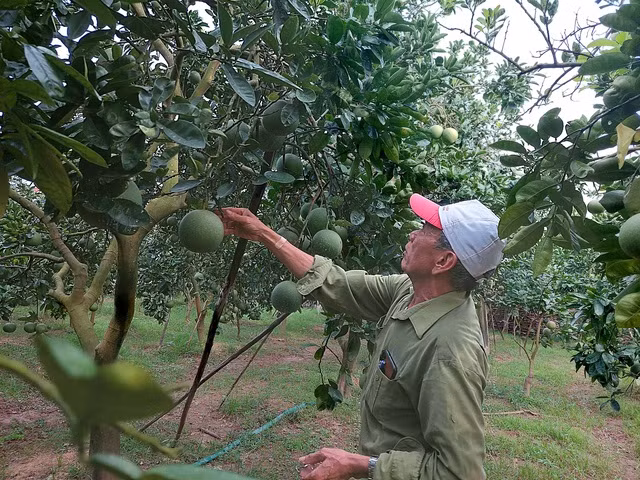 Nâng cao đời sống nông dân từ nghề trồng bưởi Diễn ảnh 1