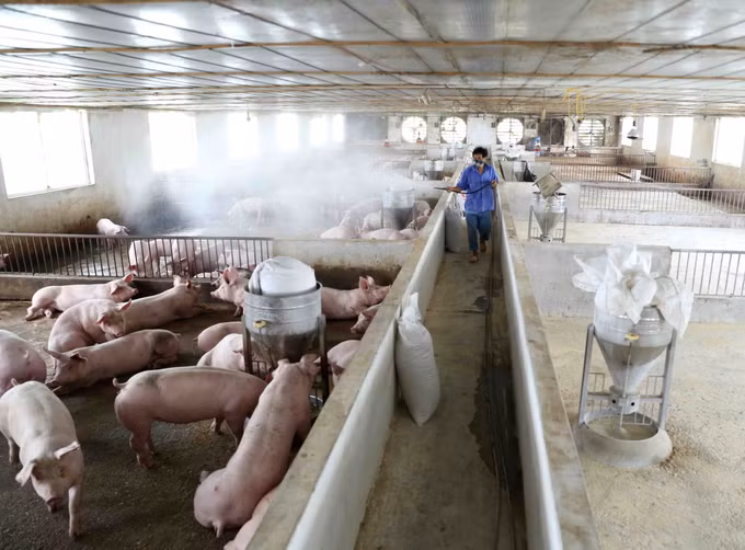 Ba Vì phát triển trang trại chăn nuôi lợn khép kín ảnh 3