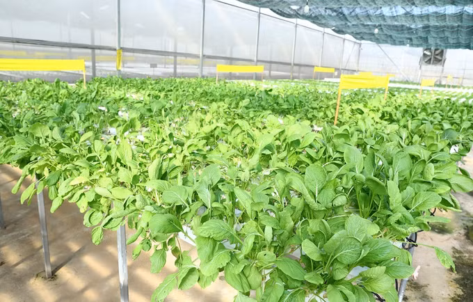 Hanofarm đẩy mạnh tiêu thụ nông sản qua kênh bán hàng trực tuyến ảnh 3