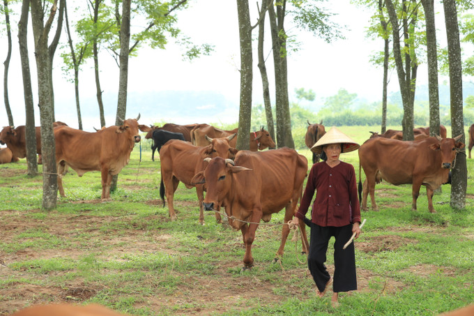 Ba Vì phát huy thế mạnh xây dựng nông thôn mới ảnh 7