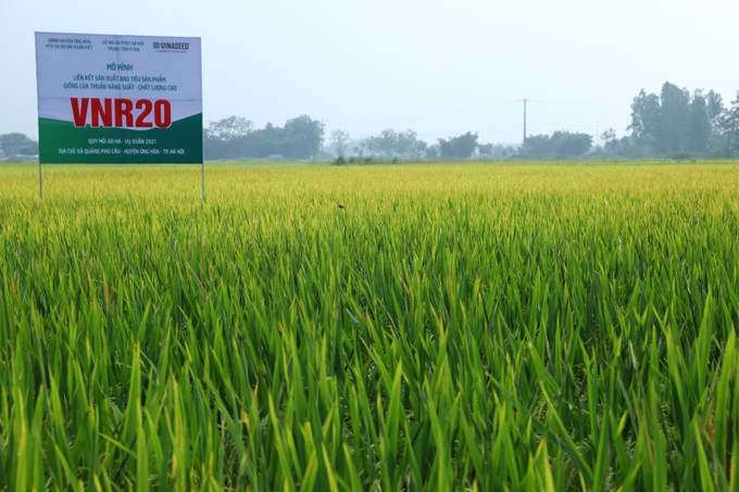 Trong trồng trọt, năng suất lúa xuân năm 2021 trên địa bàn thành phố Hà Nội ước đạt 61,74 tạ/ha, cao hơn năm 2020 (năm 2020 đạt 59,67tạ/ha). Hà Nội phấn đấu đến hết năm 2021 thu nhập người dân nông thôn đạt 60 triệu đồng/người/năm ảnh 4