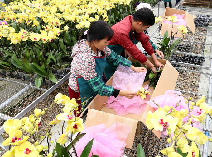 Trang trại trồng hoa Đan Hoài ở thị trấn Phùng, huyện Đan Phượng được đầu tư sản xuất theo tiêu chí nông thôn mới. Hà Nội xây dựng nông thôn mới văn minh, hiện đại ảnh 4