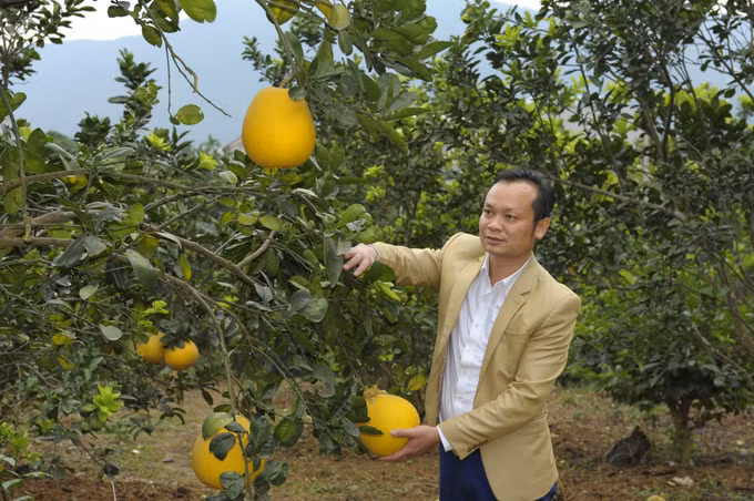 Thạch Thất phát triển cây ăn quả theo hướng bền vững ảnh 1