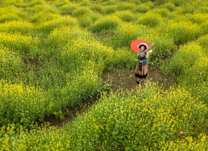 Cánh đồng hoa cải vàng rực ở huyện Trùng Khánh (Cao Bằng). Ảnh: TTXVN phát Xuân muộn nơi biên cương Cao Bằng ảnh 3