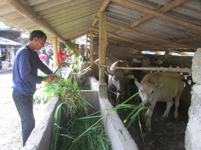 Người dân bản Hoang Thèn, xã Vàng Ma Chải, huyện Phong Thổ (Lai Châu) đầu tư chuồng trại để phát triển đàn vật nuôi. Ảnh: Việt Hoàng - TTXVN Lai Châu khai thác thế mạnh thúc đẩy kinh tế vùng cao biên giới ảnh 2