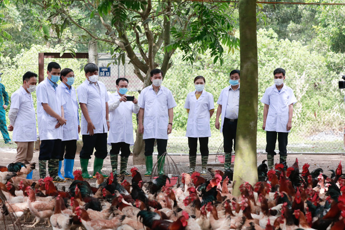 Trong chăn nuôi, Hà Nội không có dịch bệnh lớn xảy ra nên đàn vật nuôi tăng nhẹ so với cùng kỳ năm trước. Hà Nội phấn đấu đến hết năm 2021 thu nhập người dân nông thôn đạt 60 triệu đồng/người/năm ảnh 5