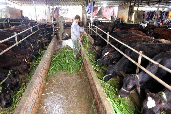 Nhiều hộ nông dân ở xã Nam Điền, huyện Chương Mỹ có thu nhập cao nhờ chăn nuôi bò thịt. Hà Nội xây dựng nông thôn mới văn minh, hiện đại ảnh 7