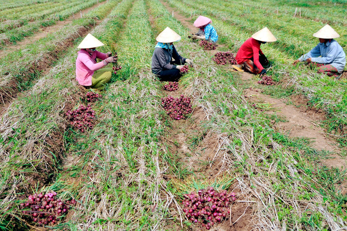 Hành tím là loại cây trồng giúp bà con nông dân thị xã Vĩnh Châu (Sóc Trăng) thoát nghèo. Ảnh: An Hiếu Hiệu quả chương trình mục tiêu Quốc gia giảm nghèo bền vững ở Sóc Trăng ảnh 7