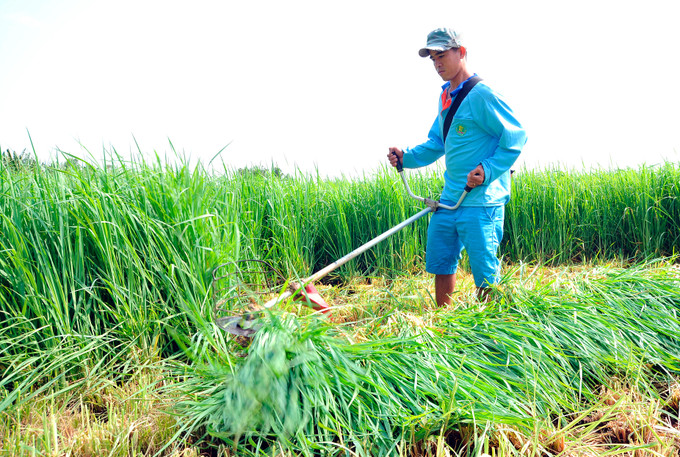 Cánh đồng cỏ làm thức ăn cho bò tại xã Tham Đôn, huyện Mỹ Xuyên (Sóc Trăng). Ảnh: An Hiếu Điểm sáng Dự án chăn nuôi bò ở Sóc Trăng ảnh 1