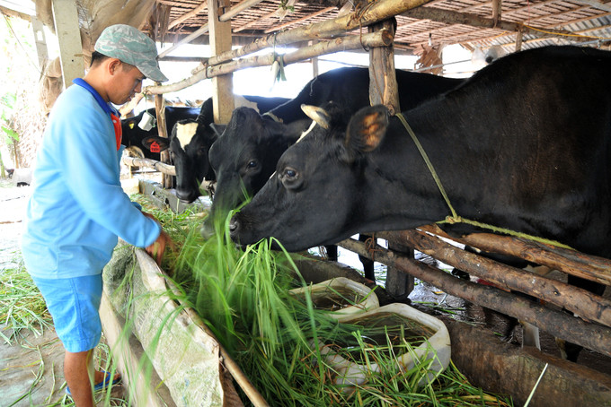 Chăn nuôi bò sữa giúp nhiều hộ đồng bào Khmer ở Sóc Trăng thoát nghèo. Ảnh: An Hiếu Điểm sáng Dự án chăn nuôi bò ở Sóc Trăng ảnh 2