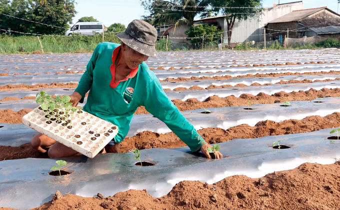 Hợp tác xã đồng hành cùng nông dân Khmer ở huyện Cầu Ngang ảnh 5