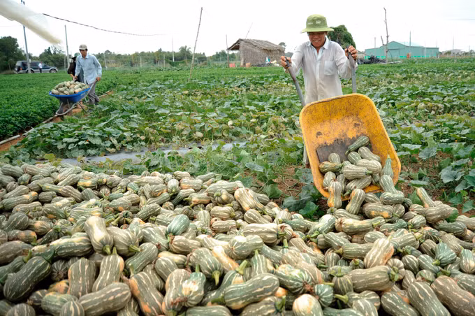 Hợp tác xã đồng hành cùng nông dân Khmer ở huyện Cầu Ngang ảnh 3