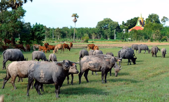 Khởi sắc vùng biên Tây Ninh ảnh 10