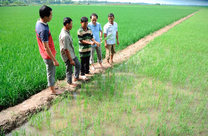 Sóc Trăng khai thác hiệu quả thế mạnh sản xuất nông nghiệp ảnh 1