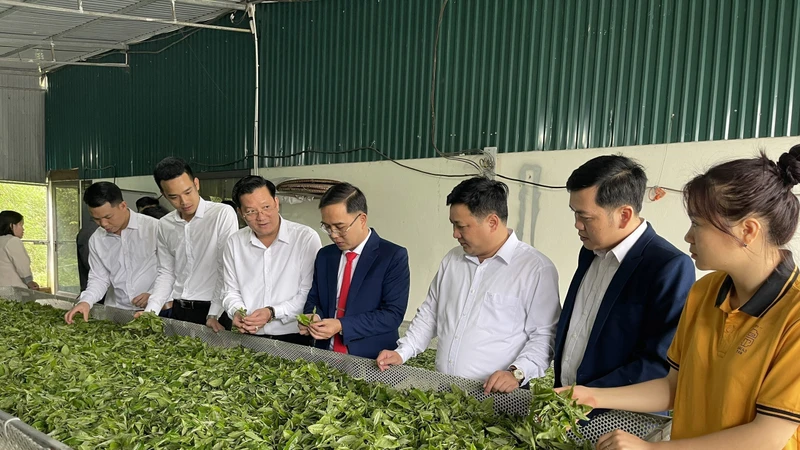 Thái Nguyên: Trao quyết định công nhận Làng nghề Chè Shan Tuyết