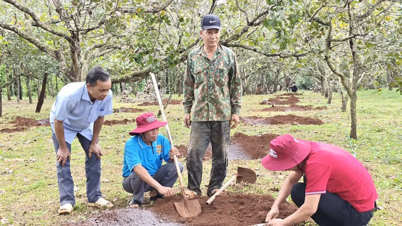 `Nhân rộng mô hình cây ca cao trồng xen dưới tán điều ở vùng biên