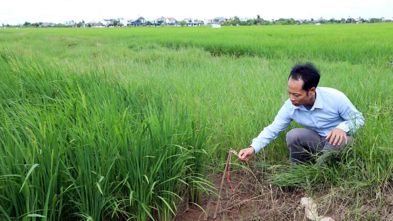 Bẫy chuột bằng điện ở ruộng lúa tiềm ẩn nguy hiểm