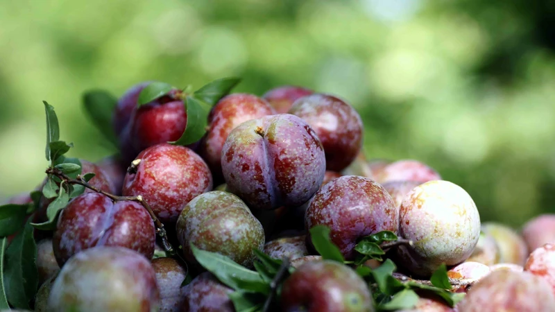 Mận chín sớm được mùa, được giá, người trồng mận Sơn La rất phấn khởi