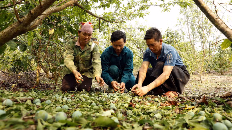Mưa đá gây ảnh hưởng, thiệt hại đến sản xuất nông nghiệp