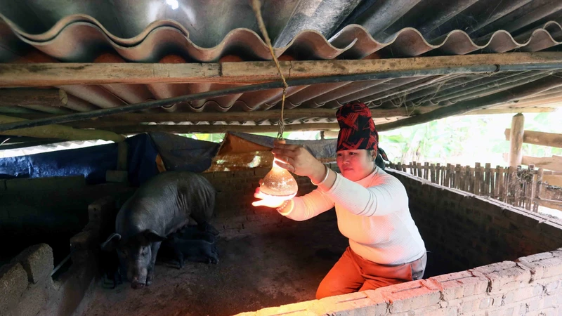 Sơn La phòng, chống đói, rét cho đàn vật nuôi