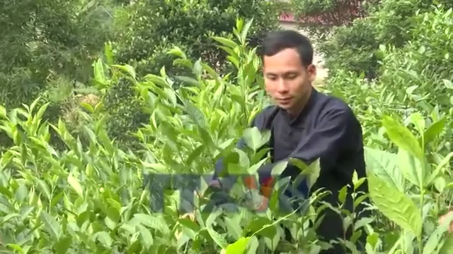 Chàng thanh niên dân tộc Tày với thương hiệu Chè Chốt 468