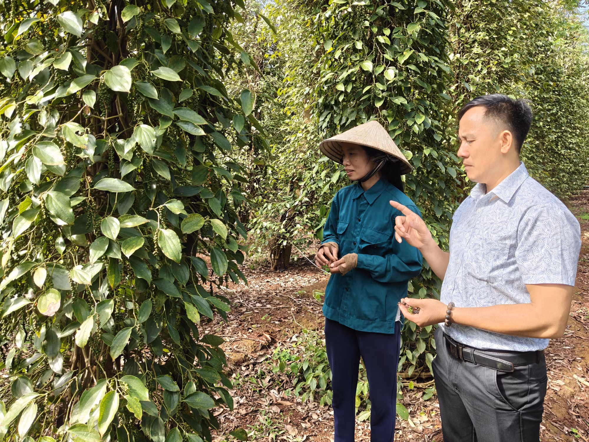 Hội Nông dân xã Lộc Quang thăm mô hình trồng tiêu hữu cơ trên địa bàn.