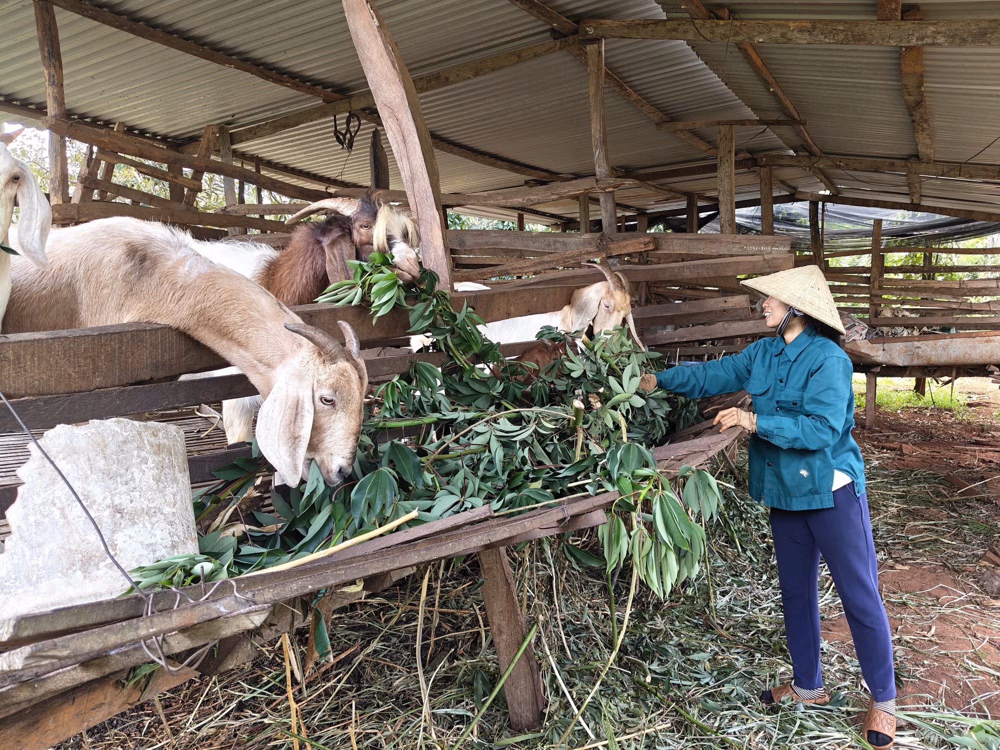 Tại xã Lộc Quang, gia đình chị Đỗ Thị Liên kết hợp nuôi dê lấy chất thải trồng tiêu.