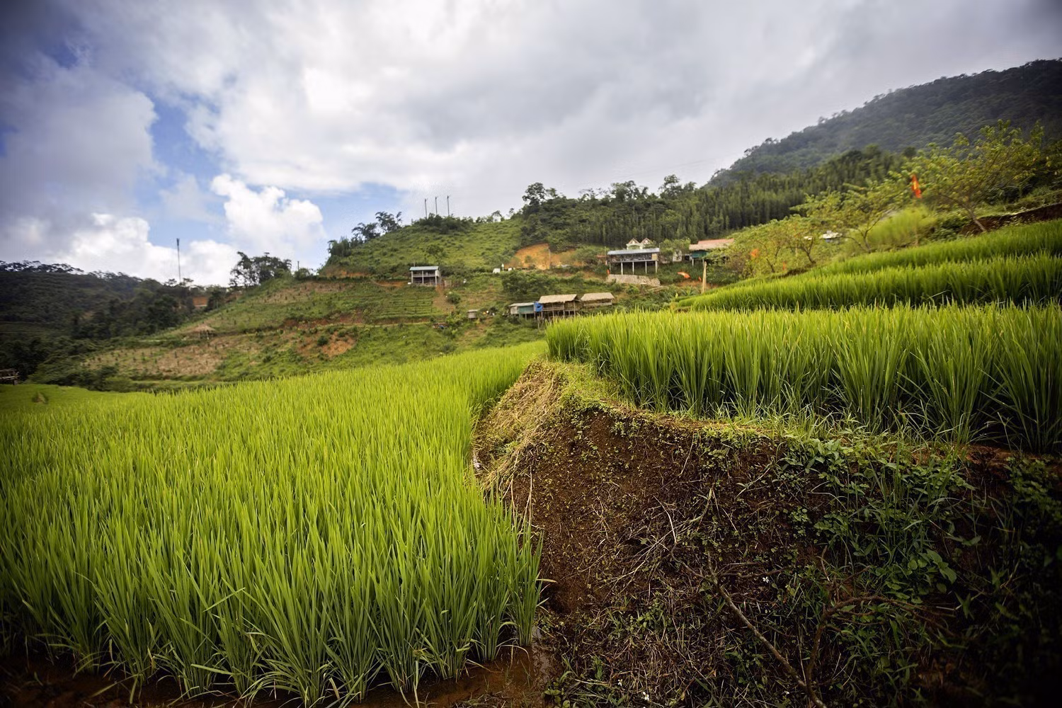 Những vạt lúa trên thửa ruộng bậc thang tại xóm Mừng.