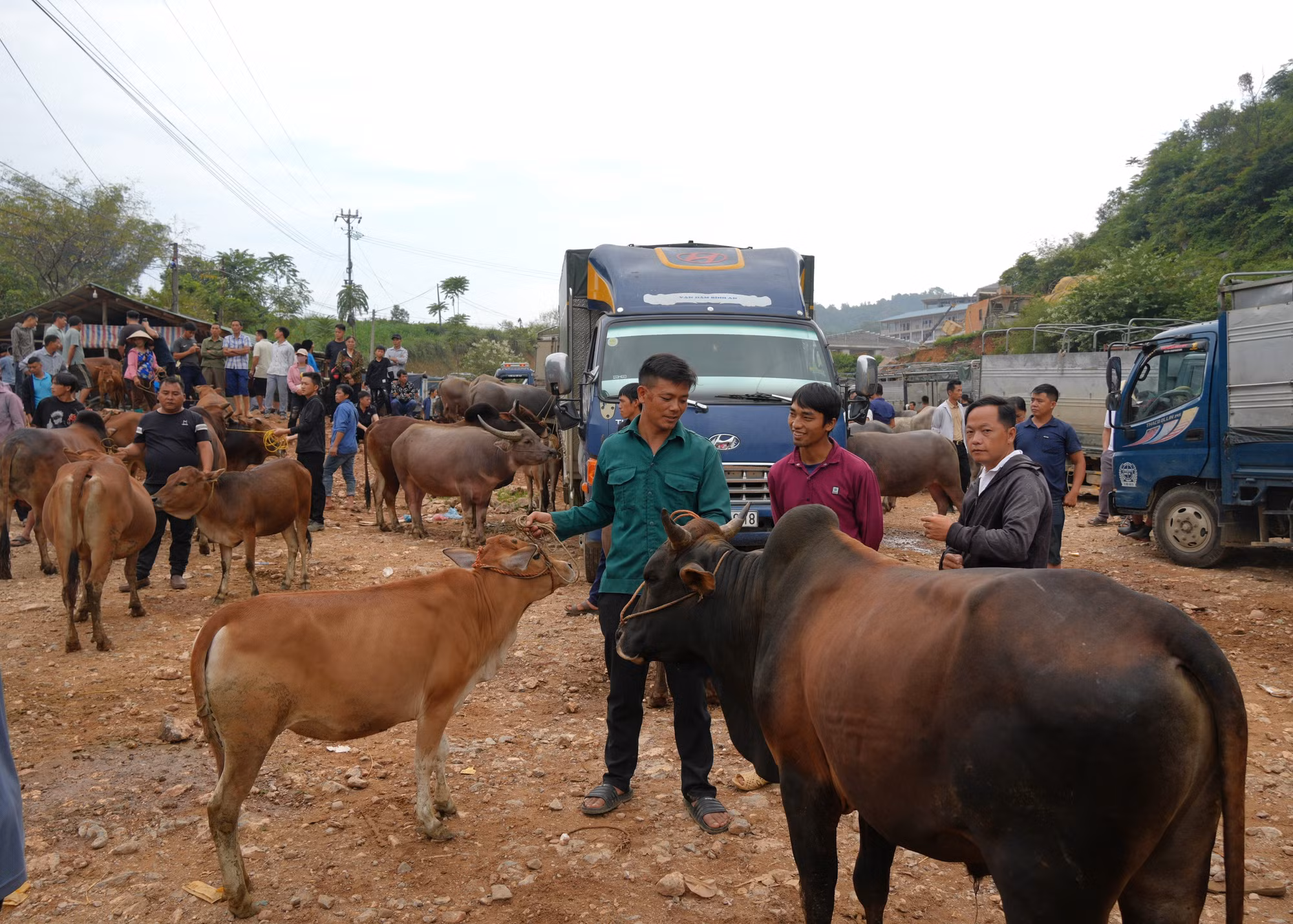 Những con bò được mang đến chợ gia súc Trà Lĩnh để bán.