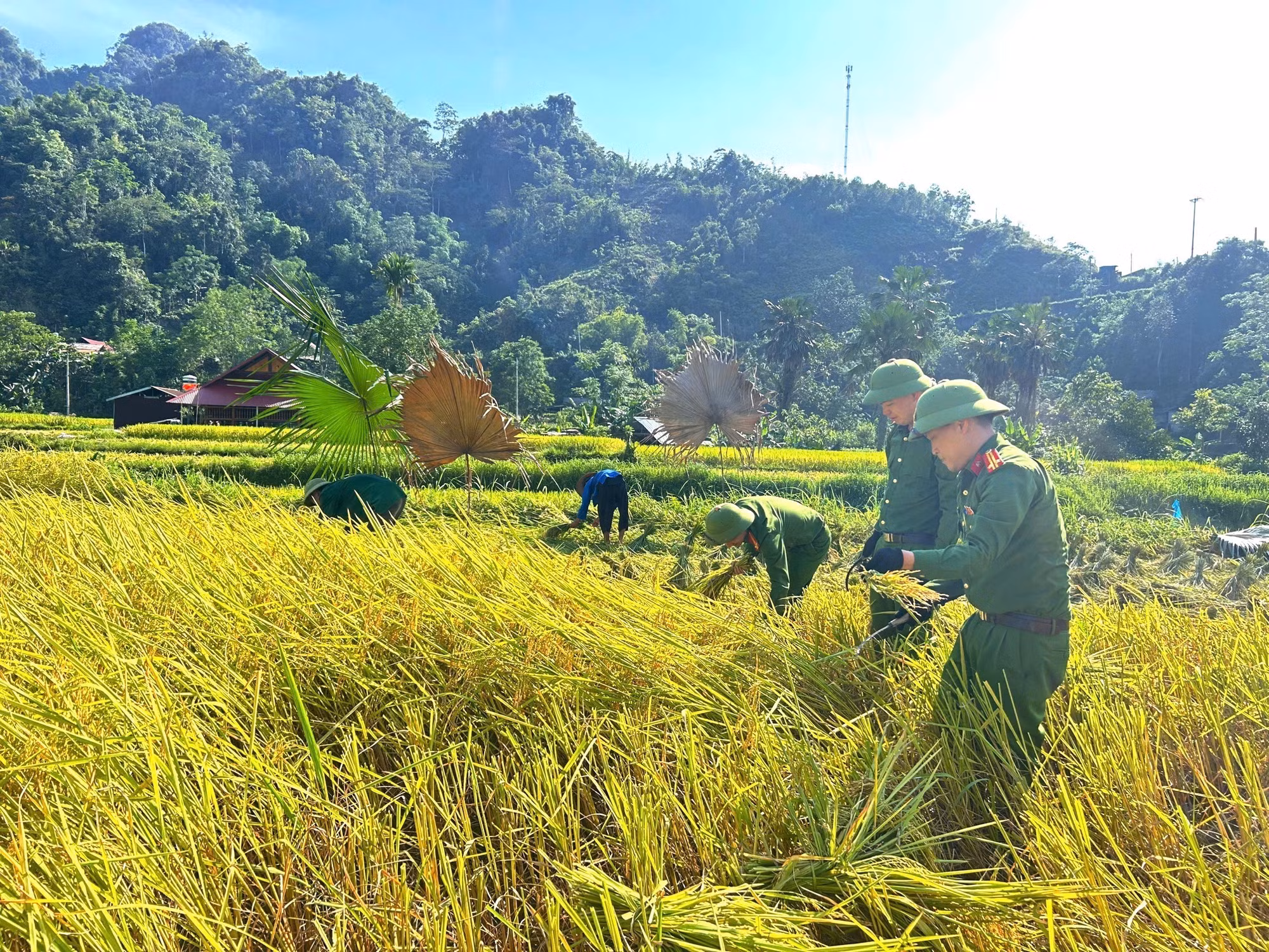 Cán bộ, chiến sĩ Công an xã Lâm Bình (Tuyên Quang) hỗ trợ người dân thu hoạch lúa mùa. Ảnh: TTXVN phát