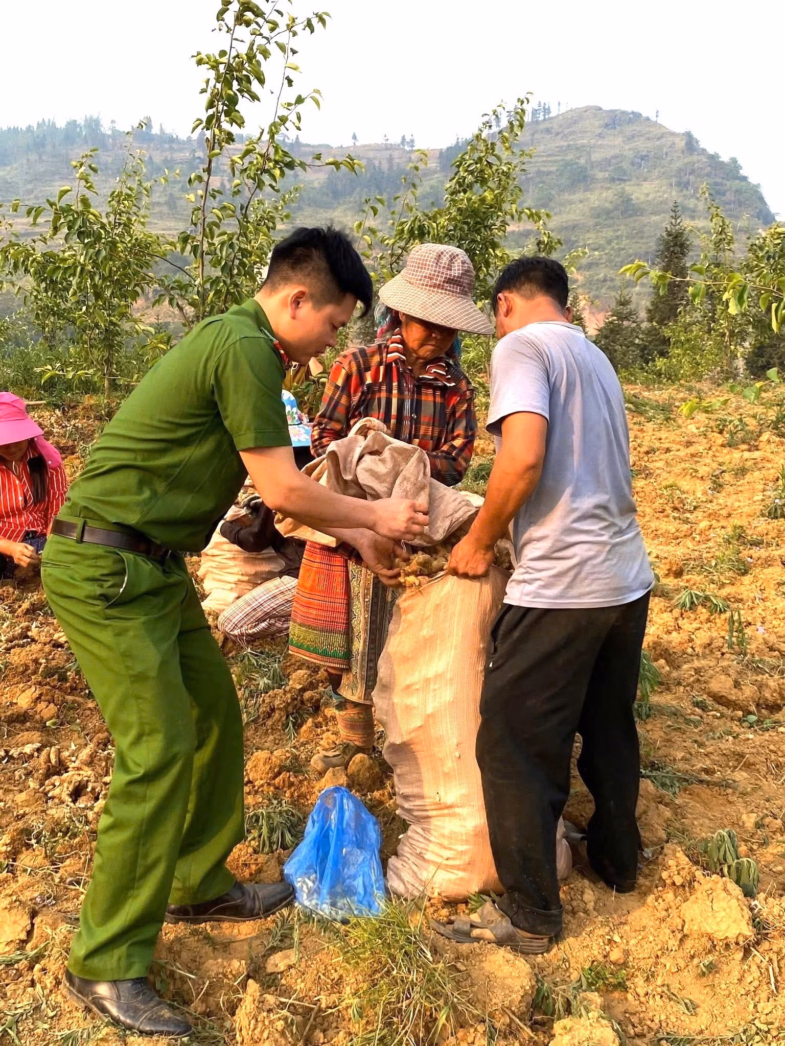 Cán bộ, chiến sĩ Công an xã Xín Mần (Tuyên Quang) hỗ trợ người dân thu hoạch, đóng bao gừng đến vụ. Ảnh: TTXVN phát