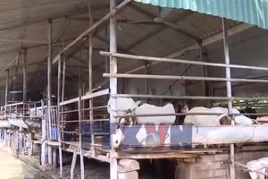 Phát triển kinh tế từ mô hình chăn nuôi tuần hoàn