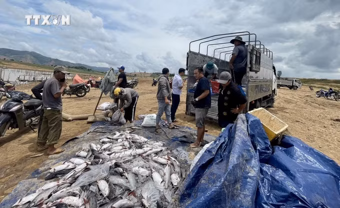 vna_potal_hon_25_tan_ca_long_be_nuoi_trong_long_ho_thuy_dien_ialy_bi_chet_7440950.jpg