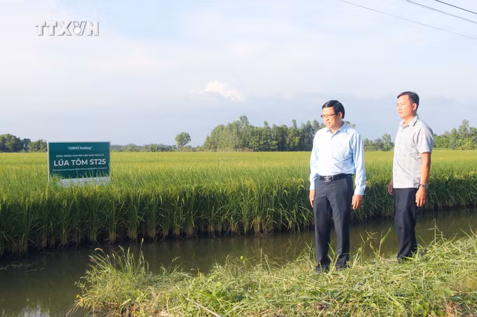 vna_potal_nong_dan_bac_lieu_phan_khoi_vi_gia_lua_tang_cao_7738525.jpg