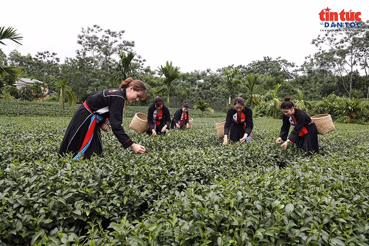 Vô Tranh phát triển kinh tế từ lợi thế cây chè, văn hóa và du lịch cộng đồng