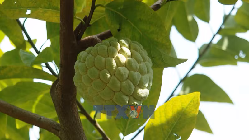 Mùa Na vùng núi đá Lạng Sơn