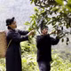 Đánh thức tiềm năng vùng chè Shan tuyết Đồng Phúc (Thái Nguyên)