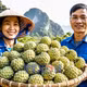 Na núi đá – sinh kế trên vùng đất khó