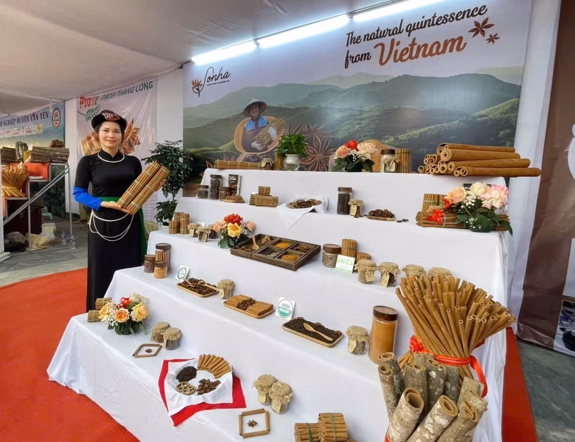 Văn Yên là địa phương có diện tích quế lớn nhất cả nước, với trên 57.000 ha và trên 50 sản phẩm quế các loại. Ảnh: TTXVN phát
