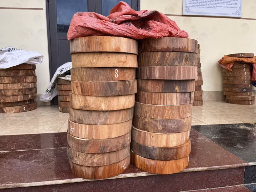 Số lóng thớt gỗ nghiến bị thu giữ. Ảnh: TTXVN phát
