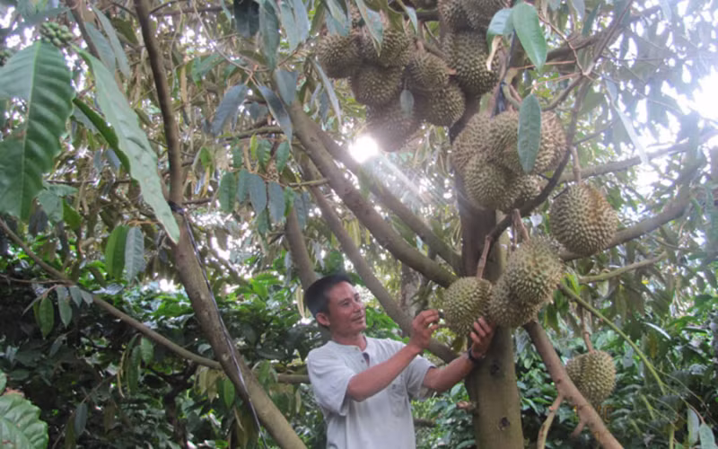 Gia Lai định hướng xuất khẩu sầu riêng chính ngạch