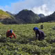 Liên kết, chế biến sâu để tăng giá trị dược liệu dưới tán rừng