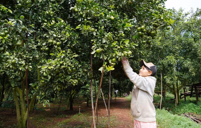 Vườn quýt hồng của gia đình anh Nguyễn Viết Dương tại ấp K Liêu, xã biên giới Lộc Thành, thành phố Đồng Nai.
