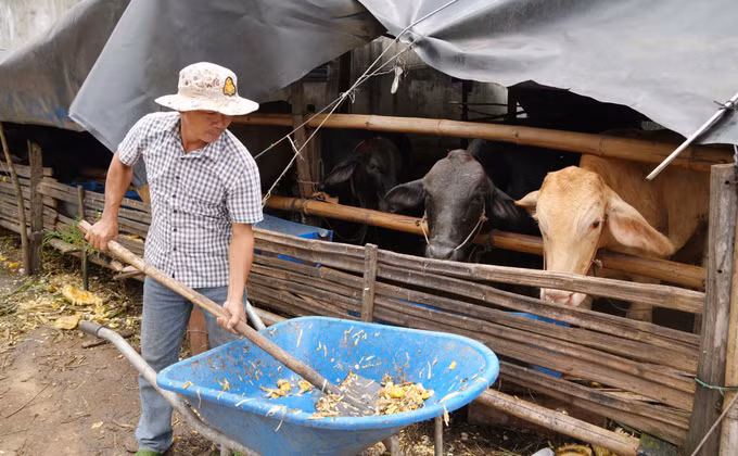 Anh Đặng Công Khanh (thành phố Đồng Nai) tận dụng phế phẩm trong sản xuất nông nghiệp để làm thức ăn cho bò.