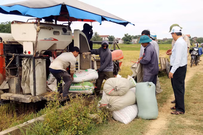 Lúa sau khi thu hoạch được các đơn vị thu múa lúa tươi tận ruộng.