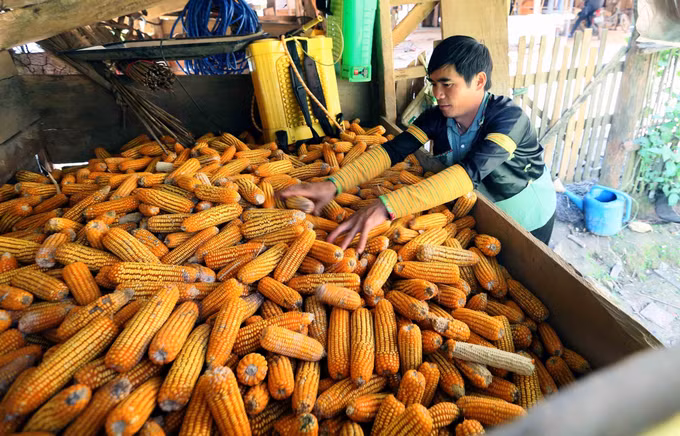 Anh Giàng A Nủ, dân tộc Mông ở Bản Hua Chiến, xã Mường La, tỉnh Sơn La, tích trữ ngô để phục vụ phát triển chăn nuôi của gia đình.