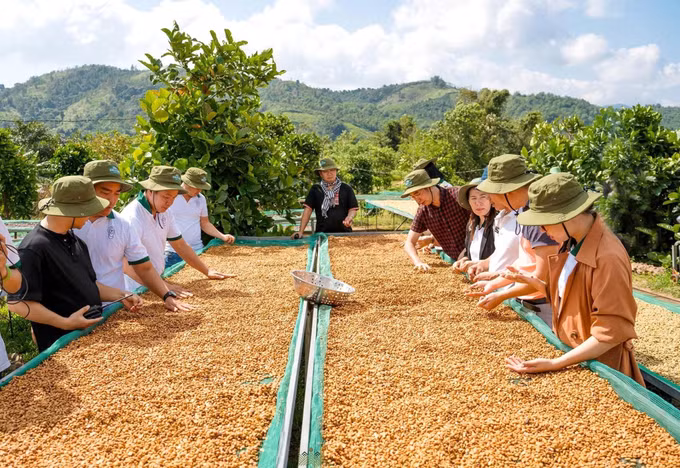 Khi được trực tiếp trải nghiệm và thưởng thức sản phẩm tại nơi sản xuất, du khách không chỉ mua nông sản mà còn cảm nhận câu chuyện, bản sắc của vùng đất. Ảnh: Nguyên Linh/TTXVN